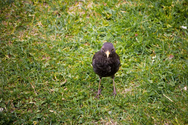 Pájaro curioso — Foto de Stock