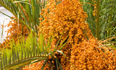 Palmiye ağacı tarihleri