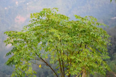 Himalaya dağının tepesindeki güzel yeşil ağaç