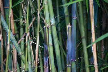 Güzel Himalaya Mavi Bambu
