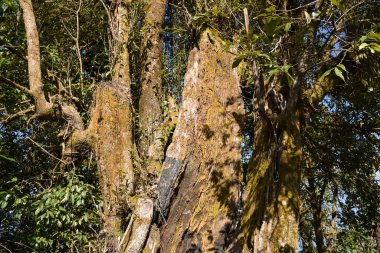 Çürük Ayaklı Ağaç Gövdesi