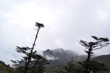 Yüzen sisli ve güzel manzaralı çam ağacı.