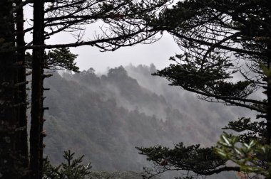 Çam ağaçları dallar ve sıralanmış sırtlar.