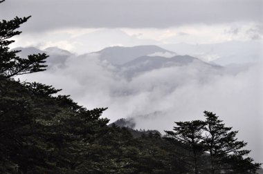 Çam ağaçları dalları ve sisli bulutlu gökyüzü sıraları.