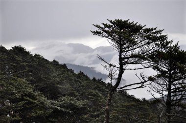 Dağ sıralarının panoramik manzarası, gümüşi sisli ve bulutlu çam ağacı ormanı