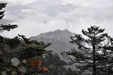 Çam ağaçları dalları ve sisli bulutlu gökyüzü sıraları.