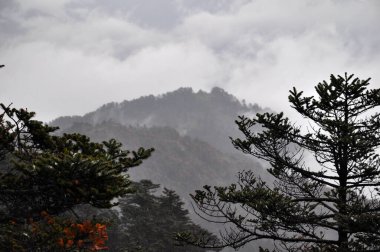 Çam ağaçları dalları ve sisli bulutlu gökyüzü sıraları.