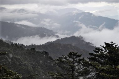 Dağ sıralarının panoramik manzarası, gümüşi sisli ve bulutlu çam ağacı ormanı
