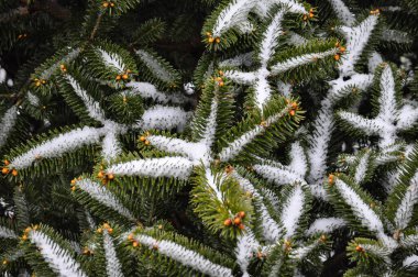 Yeşil noel ağacı yaprakları ve kristal karla kaplı portakal renkli meyveler.