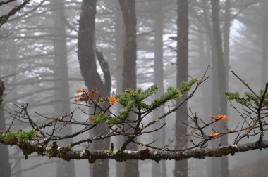 Çam ağaçları ormanı, gümüşi sis ve sisle kaplıdır.