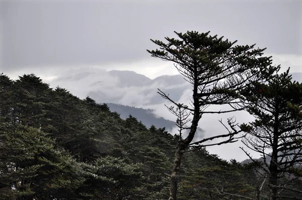 Dağ sıralarının panoramik manzarası, gümüşi sisli ve bulutlu çam ağacı ormanı