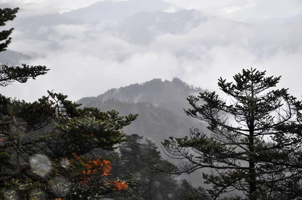 Çam ağaçları dalları ve sisli bulutlu gökyüzü sıraları.