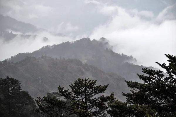 Dağ sıralarının panoramik manzarası, gümüşi sisli ve bulutlu çam ağacı ormanı
