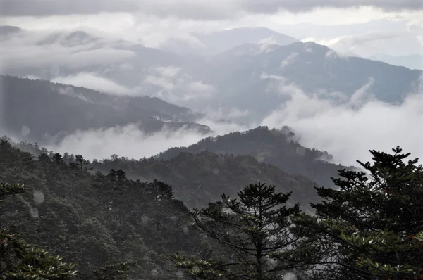 Dağ sıralarının panoramik manzarası, gümüşi sisli ve bulutlu çam ağacı ormanı