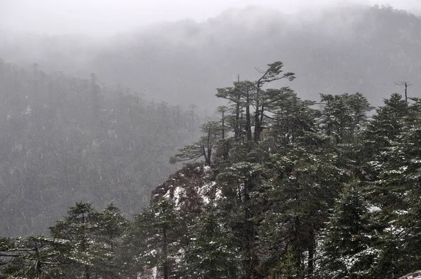 Güzel tepeler, çam ağaçları ve kar düşüyor. Yürüyüşçüler için cennet gibi bir yer. Darjeeling adında uzak bir köy.
