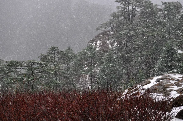 Uzak köydeki çam ormanlarına kar yağıyor, Darjeeling