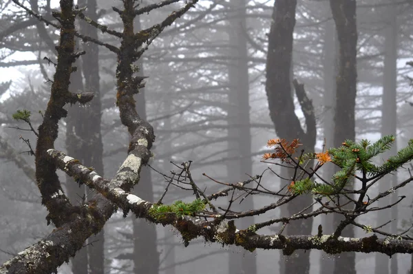 Çam ağaçları ormanı, gümüşi sis ve sisle kaplıdır.