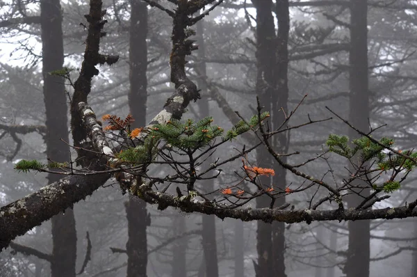 Çam ağaçları ormanı, gümüşi sis ve sisle kaplıdır.