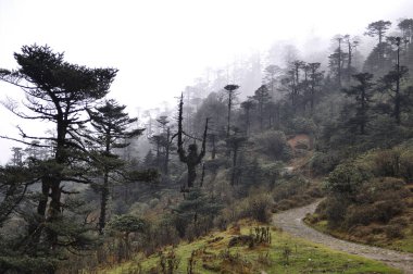 Himalyan dağlarında güzel bir çam ağacı ormanı, yürüyüşçüler için bir cennet.