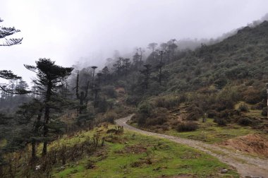 Himalyan dağlarında güzel bir çam ağacı ormanı, yürüyüşçüler için bir cennet.