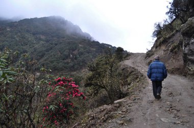 Çiçek açmış Rododendron ve çam ağaçlarıyla parıldayan bakir orman manzarası.