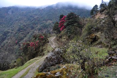 Çiçek açmış Rododendron ve çam ağaçlarıyla parıldayan bakir orman manzarası.