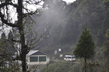 Uzak çam ormanlarında bir ev, yolda beyaz bir araç.