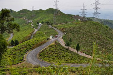 Organik Çay Bahçesi, Darjeeling Bölgesi 'nde yetişen bir yamaçtan geçer..
