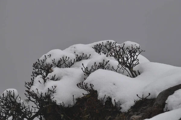 Himalaya ormanının yüksek irtifasında karla kaplı çam bitkisi.