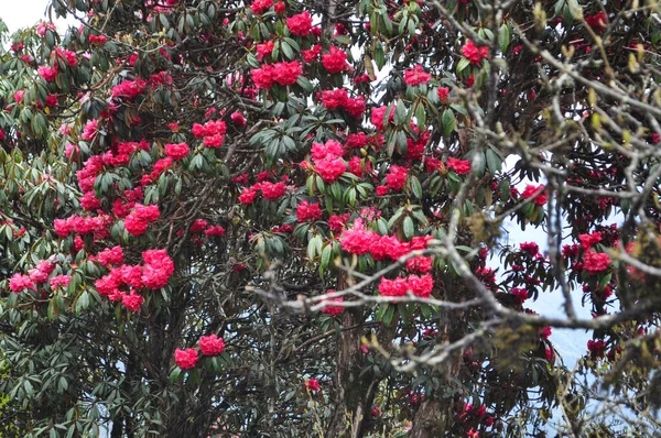 Kırmızı çiçek açtı Rhodonedrun ağacı, bakire ormanı Himalya 'da, 300 metre yükseklikte..