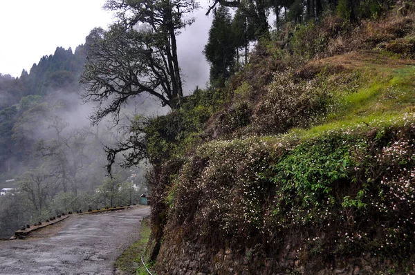 Himalyan ormanlarında ay mevsimi. Yol kenarında halısı olan yabani bir çiçek ve sisli bir iklim.