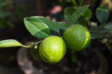 Yeşil yapraklı limon ağacı bitkisi, tencerede bir cüce çeşidi.