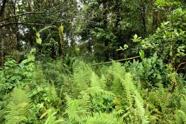 Ay 'daki yemyeşil eğreltiotu tarlasında ağaçlar