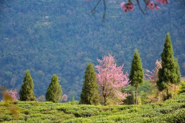 Temi Tea Estate Ravanglastır. Bahçe, Himalaya 'nın Sikkim Dağı' nda yer alan kiraz çiçekli en büyüleyici bahçelerden biridir..
