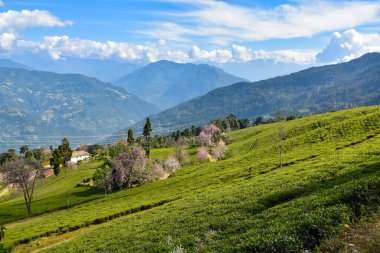 Temi Tea Estate Ravanglastır. Bahçe, Himalaya 'nın Sikkim Dağı' nda yer alan kiraz çiçekli en büyüleyici bahçelerden biridir..