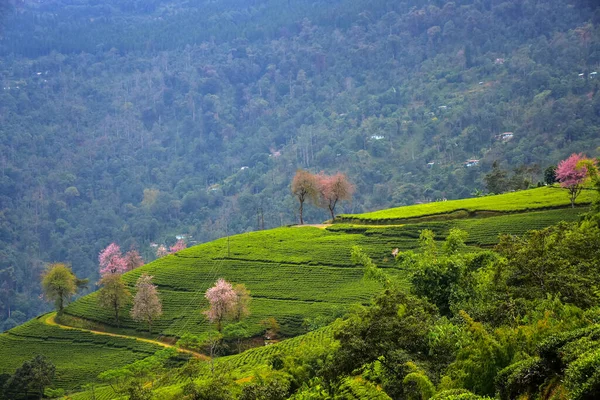 Temi Tea Estate Nestled in Ravangla.The Garden is one of the most charming gardens with cherry blossom tree,situated in the himalayan mountain of Sikkim.