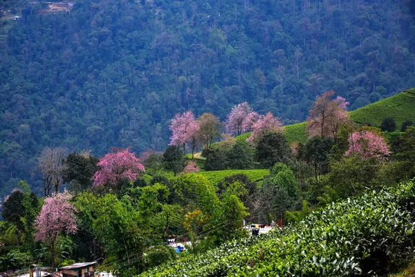 Temi Tea Estate Ravanglastır Bahçe Himalaya Nın Sikkim Dağı Nda — Stok fotoğraf