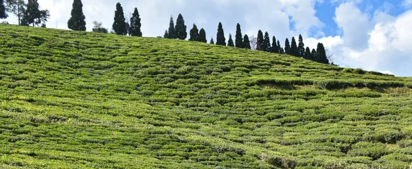 Temi Tea Estate Ubicado Ravangla Jardín Uno Los Jardines Más —  Fotos de Stock