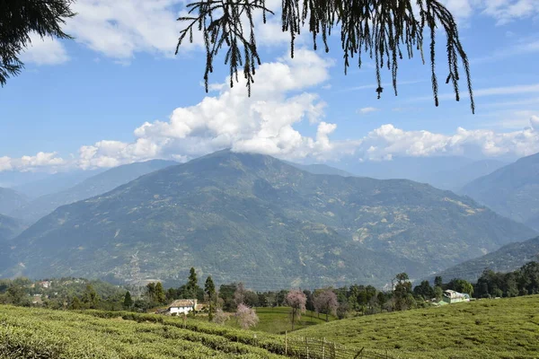 Temi Tea Estate Φωλιασμένο Στη Ραβάνγκλα Κήπος Είναι Ένας Από — Φωτογραφία Αρχείου