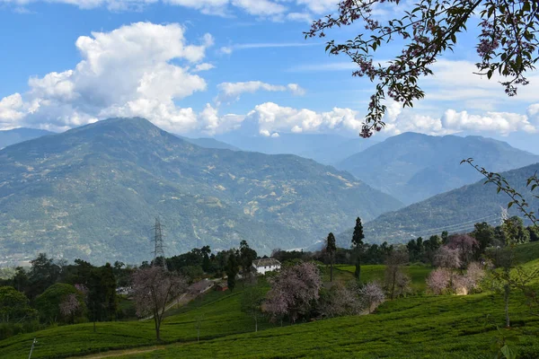 Temi Tea Estate Ubicado Ravangla Jardín Uno Los Jardines Más — Foto de Stock