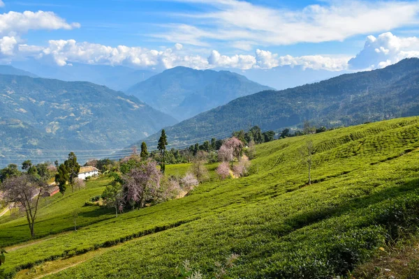 Temi Tea Estate Ubicado Ravangla Jardín Uno Los Jardines Más —  Fotos de Stock