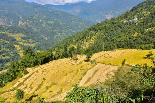 Terrasse Rizière Dans Les Montagnes Himalaya — Photo