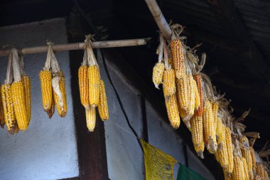 Lepcha köyündeki bir evde fidan yetiştirmek için asılan mısır tarlası.