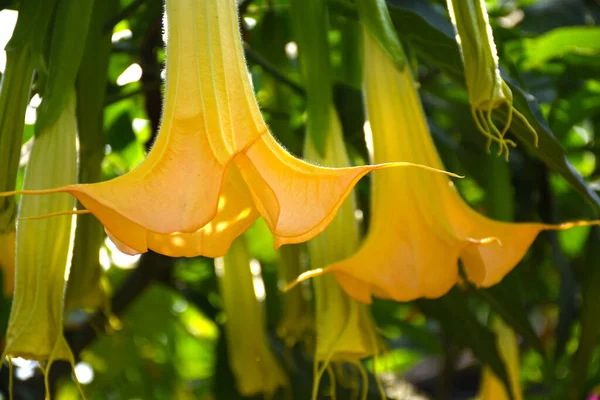 Sarı renkli Brugmansia Vesicolor Angel 'ın trompeti