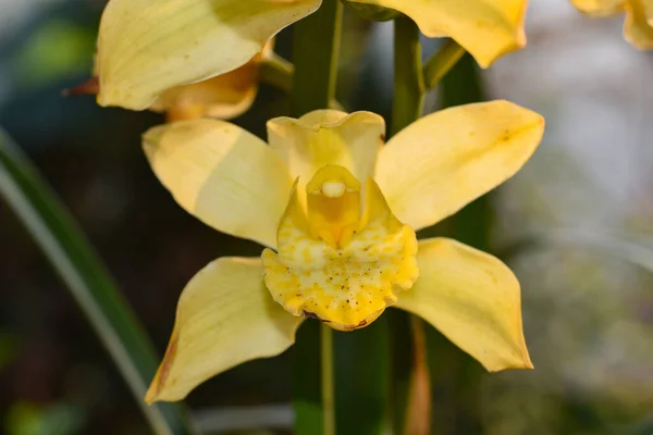 Sarı renkli Cymbidium, yaygın olarak tekne orkidesi olarak bilinir.