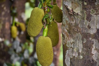 Ağaçtan sarkan bir sürü yeşil meyve .