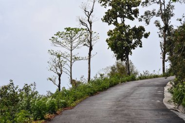 Tepedeki asfalt yol ve yol kenarındaki güzel ağaçlar. .