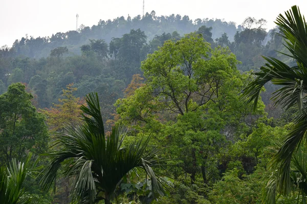 喜玛拉雅森林中的褐树和绿树 — 图库照片