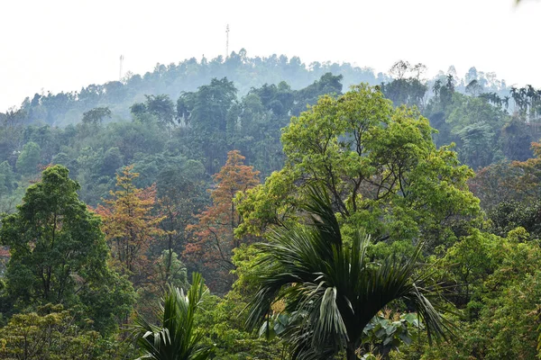 Árvores Marrons Verdes Floresta Himalaia — Fotografia de Stock