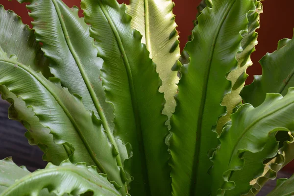 Madárfészek Páfrány Egy Légtisztító Zöld Beltéri Növény — Stock Fotó